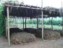 Compost heaps at the Gako Organic Farming Training Centre in Kabuga, Rwanda (Photo: Manuel Milz)